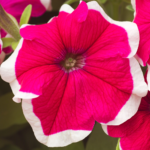 Petunia F1 Hulahoop Red