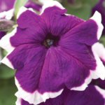 Petunia F1 Hula Hoop Velvet