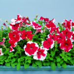 Petunia F1 Hula Hoop Rose