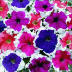 Petunia F1 Tritunia Mix