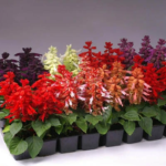 Salvia F1 Reddy Formula Mix