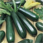 ZUCHINNI F-1 TITAN