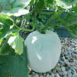 ASHGOURD F-1 102