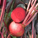 BEET F-1 ROYAL RED (Chukandar)