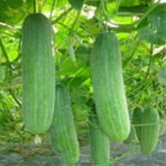CUCUMBER F-1 6060 (Kheera)
