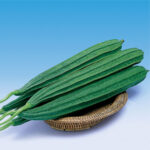 RIDGE GOURD F-1 495 (Tori)