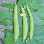 SPONGE GOURD F-1 301 (Tori)