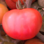 TOMATO F-1 525 (Tamatar)