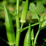 BHINDI RES- SAAWAN (Bhindi)