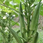BHINDI HARI KRANTI (Bhindi)