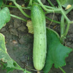 CUCUMBER LONG GREEN (Kheera)