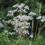 ANISE