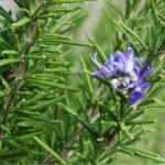 ROSEMARY
