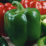CAPSICUM F-1 INDRANI (Shimla Mirch)