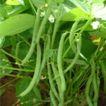 BEANS POLE SPB 123 (Beans Phaliyaan)