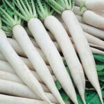 RADISH MINO EARLY [IMP] (Mooli)