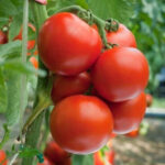 TOMATO S-22 (Tamatar)