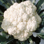 CAULIFLOWER AGRIM 1 (Phool Gobhi)