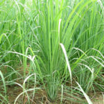 LEMON GRASS