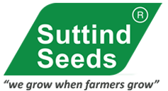 Suttind Seeds