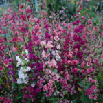 Clarkia Double Mixed