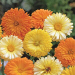 Calendula F.G. Dbl. Mixed