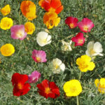 California Poppy Mixed