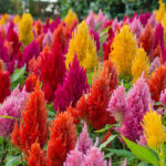 Celosia Pampus Mixed