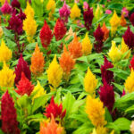 Celosia Plumosa Lilliput Mixed
