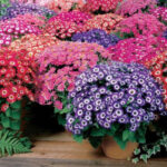Cineraria Dwarf Mix