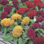 Cockscomb Dwarf Mix