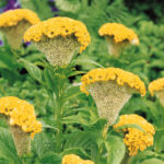 Cockscomb Yellow