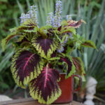 Coleus Rainbow Mixed