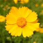 Coreopsis Mayfield Beauty