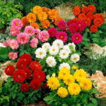 Gaillardia Aristata Mix