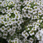 Allysum Snow Carpet