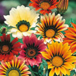 Gazania Sunsane Mixed