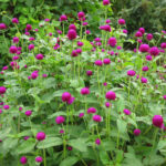 Globe Amaranthus