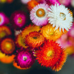 Helichrysum Dwarf Mixed