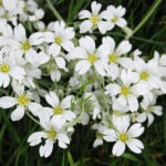 Gypsophila Elegans White