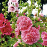 Hollyhock Dwarf Mixed