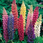 Lupin Pixel Mixed