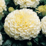 Marigold White Kilimanjaro