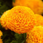 Marigold Roundball Kolkata