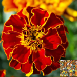 Marigold Red Brocade (French)