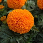 Marigold Hz Orange (Imp)