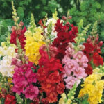 Antirrhinum Semi Tall Mix