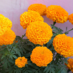 Marigold Sm Gold (Imp)