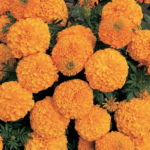 Marigold Supreme Orange