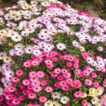 Mesembrayanthemum Mixed